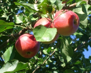 Садоводы 30 хозяйств Ставрополья собрали 75 тысяч тонн яблок в 2023 году