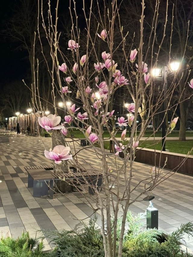 <i>Глава Невинномысска показал цветущую в городском парке магнолию</i>