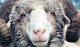 Уникальную породу овец тонкорунного типа шерстно-мясного направления вывели ставропольские селекционеры-генетики в СПК «Вторая пятилетка» Ипатовского района