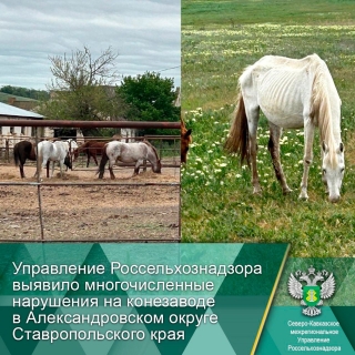 На Ставрополье трупы погибших от голода лошадей испарились