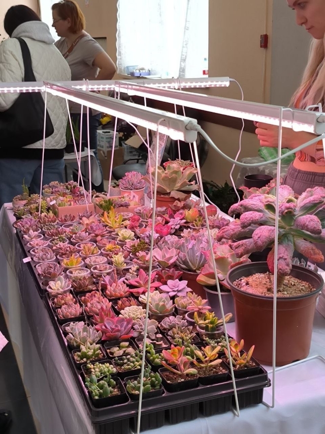 <i>В Минводах провели фестиваль экзотических цветов</i>