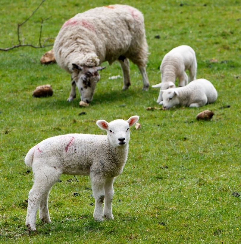 В КЧР злоумышленники угнали овец с фермы пенсионерки
