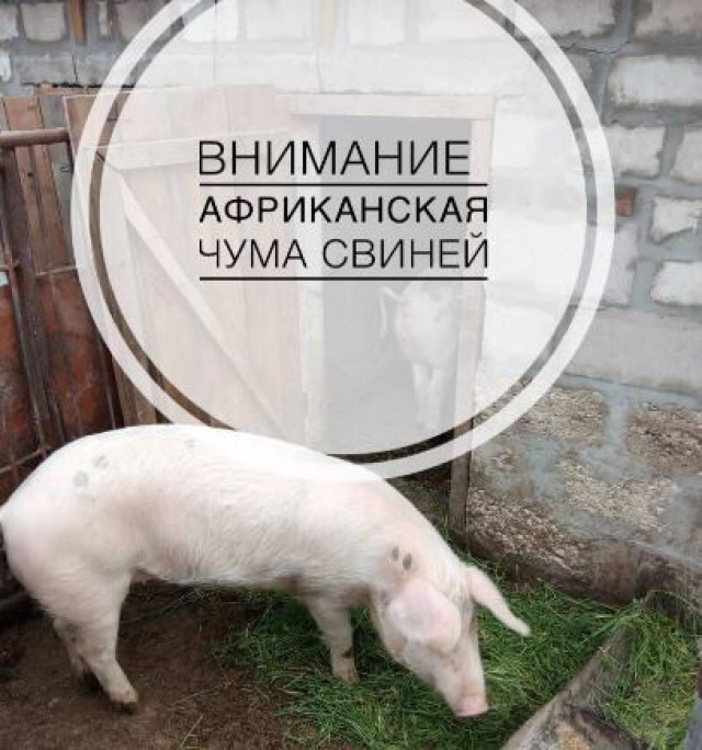 <i>У Овощей на Ставрополье нашли трупы зараженных свиней</i>