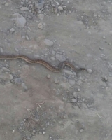 Длина змей достигает четырех метров