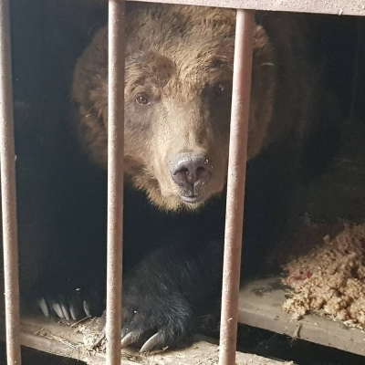 Медведицу в селе Высоцком назвали в честь 75-летия Победы