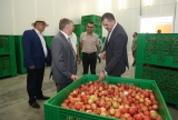 Часть небывалого урожая яблок из Ингушетии будут экспортировать в Саудовскую Аравию