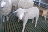 Ставрополью на 19-й выставке племенного овцеводства есть, кого показать