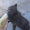 На улице Грозного девушку за подбородок укусил медведь
