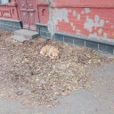 На Ставрополье приняты законы в сфере обращения с безнадзорными животными