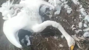 Новость о погибших лебедях прокомментировал глава Изобильненского округа