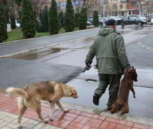На чиновников в Дагестане завели дело после нападения собак на горожан