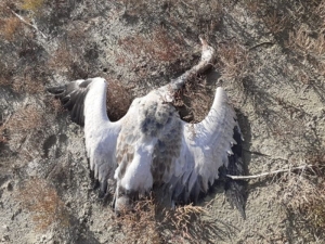 На Ставрополье расследуют причины гибели краснокнижных журавлей