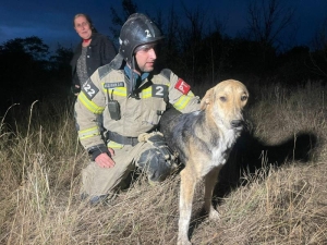В Чечне женщина услышала жалобный лай, и это спасло жизнь собаке