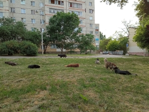 В парках и скверах Ставрополья запретят гулять с животными