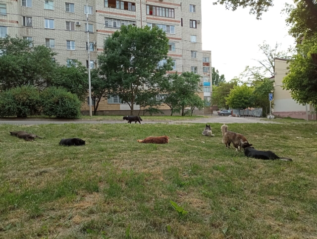 <i>В парках и скверах Ставрополья запретят гулять с животными</i>