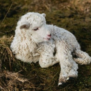 В Дагестане вспышка оспы у овец и коз перевела село на карантин