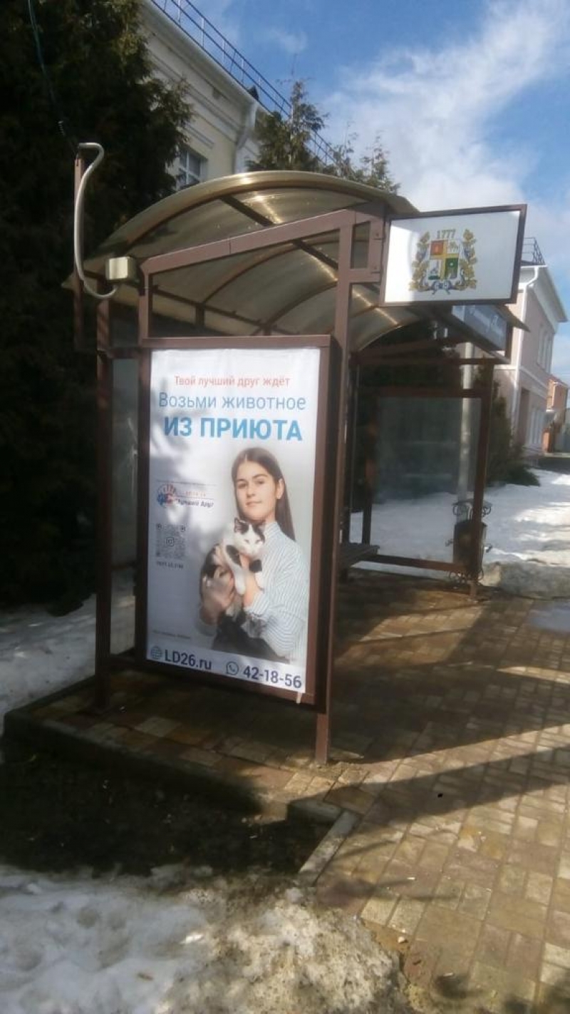 В Ставрополе программа ОСВВ помогает безнадзорным животным