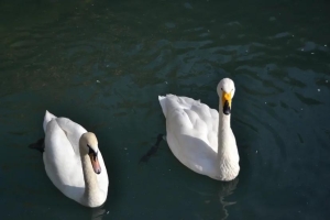 Лебеди в Центральном парке Ставрополя вернулись в свой летний домик