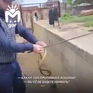 В Дагестане змеелов избавил семью от полоза и предложил подкинуть его соседям