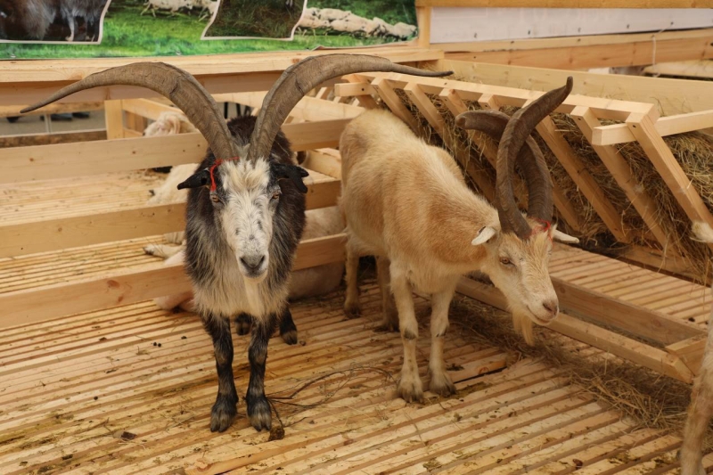 Овец и коз на выставку в Каспийск повезут 60 ведущих племхозов России