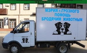 В Грозном сотни собак нашли приют благодаря «Экосити»