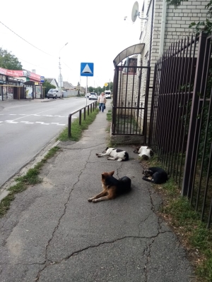 Ставропольцы пожаловались на засилье бездомных собак на объектах в городе
