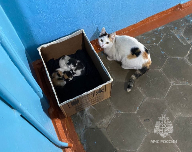 <i>В Грозном пожарные спасли котят со «счастливым» окрасом</i>