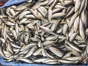 В Дагестане выросли объемы добычи рыбы