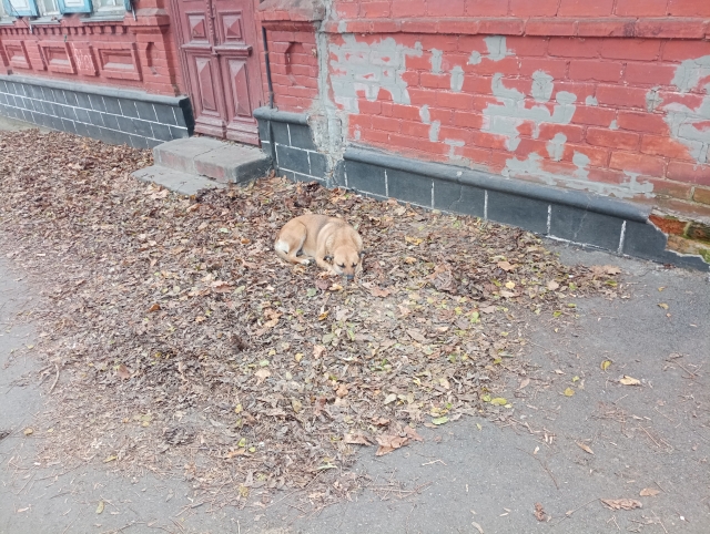 <i>На Ставрополье приняты законы в сфере обращения с безнадзорными животными</i>