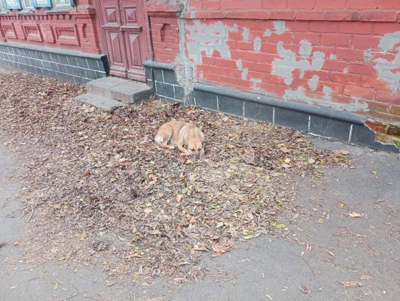На Ставрополье приняты законы в сфере обращения с безнадзорными животными