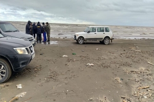 Сотни мертвых тюленей вновь прибило к побережью Каспия в Дагестане
