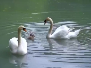 Пара лебедей в центральном парке Владикавказа обзавелась потомством