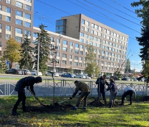 В Ставрополе во время «зелёного» субботника высадили 66 клёнов