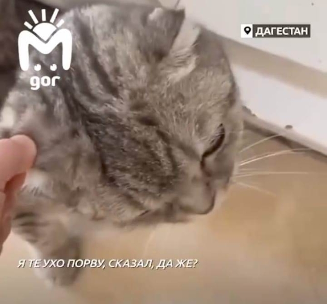 <i>Невыдержавший хейта Хасбик из Дагестана принес извинения кошке</i>
