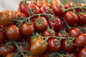 Аграрии Ставрополья с начала года вырастили 36 тысяч тонн тепличных овощей
