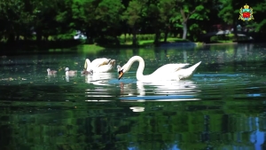 В парке Владикавказа попросили не кормить детёнышей и взрослых лебедей