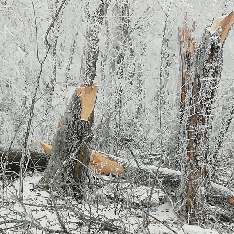Последствия «деревопада» продолжают ликвидировать в Железноводске