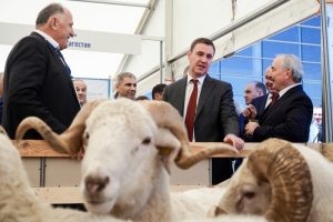 Выставка овец и коз на Ставрополье