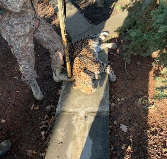 <i>В Георгиевском округе застрелили сбежавшего леопарда Мурку</i>