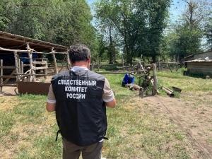 В Чечне домашний алабай загрыз 9-летнюю девочку