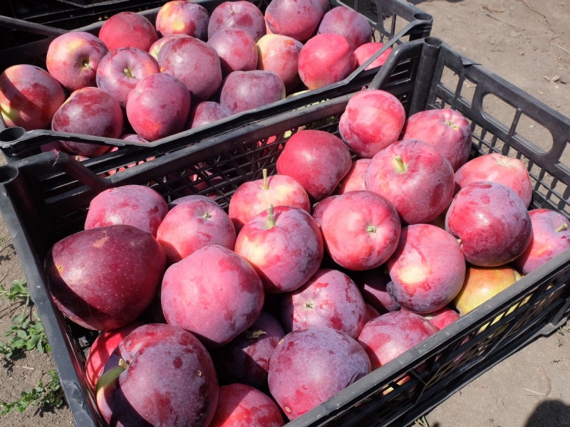 На Ставрополье в Предгорном округе собран первый урожай яблок