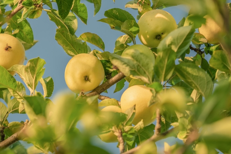 На Ставрополье собрали большой урожай яблок