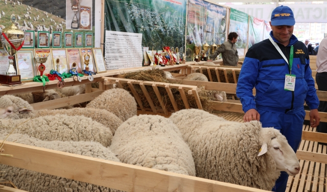 <i>В Дагестане начали подготовку к XXIV Российской выставке племенных овец и коз</i>