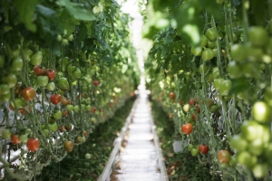 Более 96 тысяч тонн тепличных овощей собрали на Ставрополье с начала 2023 года
