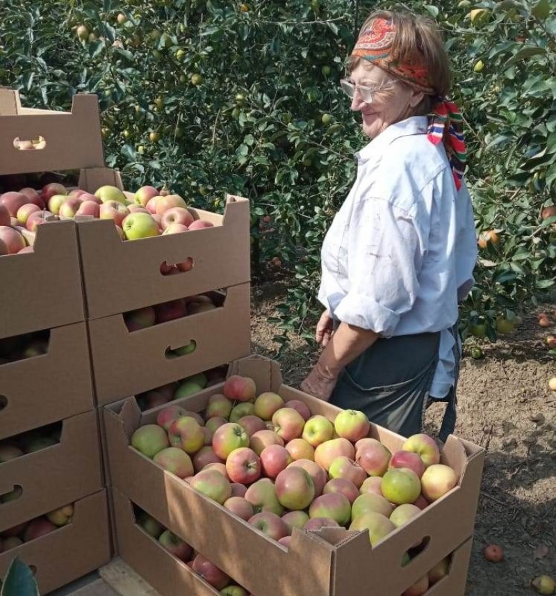 На Ставрополье планируют собирать более 40 тысяч тонн яблок в год