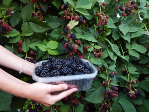 Фермеры Ставрополья расширяют ягодную линейку