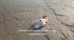 В Махачкале вновь нашли мертвых тюленей