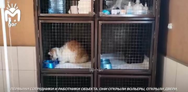 В Ингушетии спалили мини-приют центра помощи особенным животным