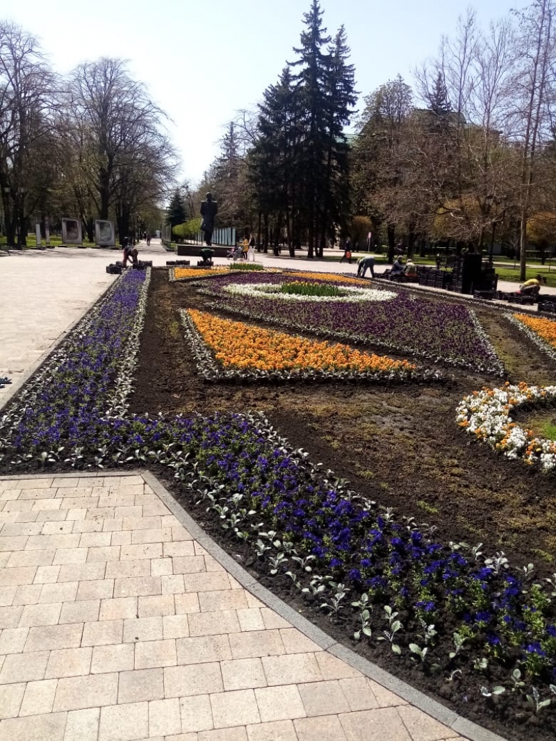 На центральных клумбах Ставрополя расцветают пять тысяч гиацинтов