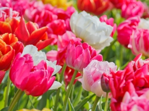 В Ставрополе цветы к 8 Марта можно купить на 9 площадках